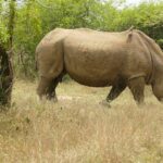 Une femelle rhinocéros blanc marche de profil dans l'herbe sèche, la corne longue et un piqueboeuf sur le dos, son jeune derrière elle dans les buissons verts