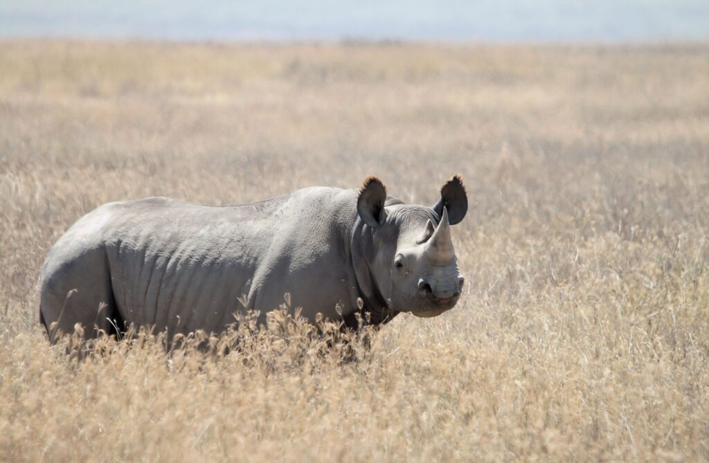 Un rhinocéros noir debout dans l'herbe sèche et dorée, lèvre pointue et oreilles frangées, tourné vers l'objectif