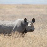 Un rhinocéros noir debout dans l'herbe sèche et dorée, lèvre pointue et oreilles frangées, tourné vers l'objectif