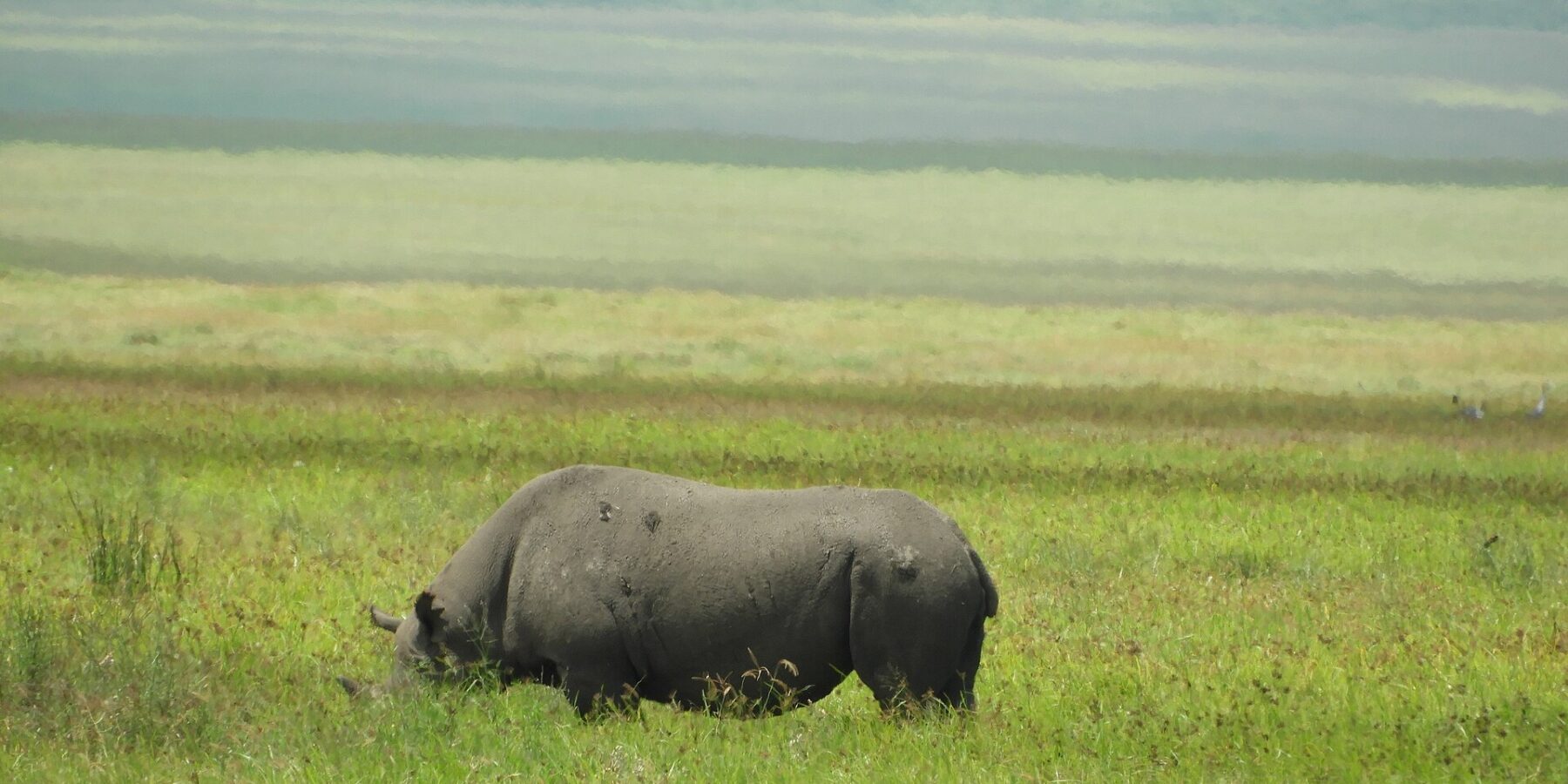 Un rhinocéros noir broute de profil dans l'herbe verte, la tête baissée cachée par les herbes, les pentes du cratère floues derrière