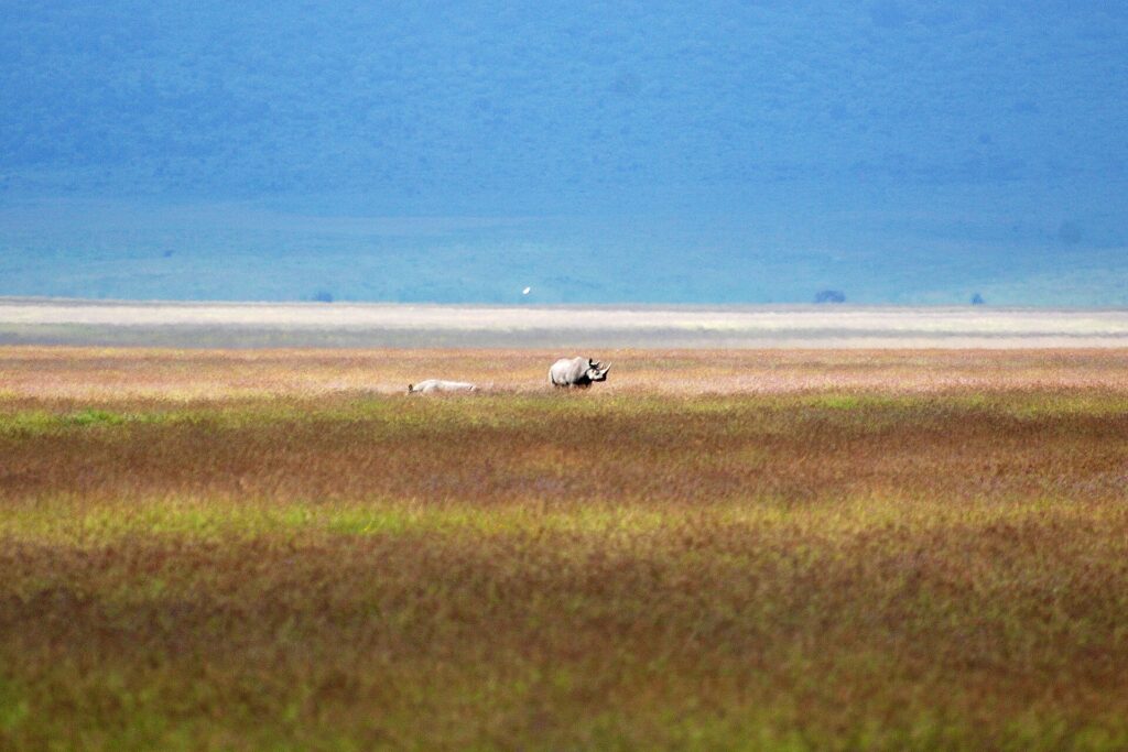 Un rhinocéros noir et son petit, minuscules dans l'immensité de la plaine rousse du cratère, le lac blanc et la paroi bleue derrière