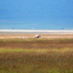 Un rhinocéros noir et son petit, minuscules dans l'immensité de la plaine rousse du cratère, le lac blanc et la paroi bleue derrière