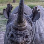 Portrait de face d'un rhinocéros noir à la longue corne, lèvre pointue et oreilles frangées, l'oeil droit fermé