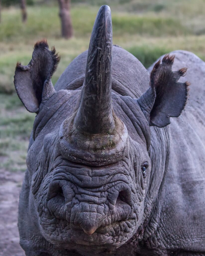 Portrait de face d'un rhinocéros noir à la longue corne, lèvre pointue et oreilles frangées, l'oeil droit fermé
