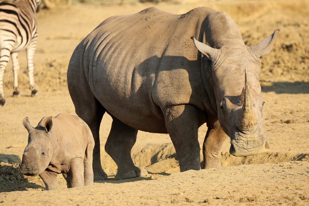 Une femelle rhinocéros blanc à la longue corne marche sur la terre nue avec son petit devant elle, un zèbre à l'arrière-plan dans la lumière dorée