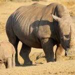 Une femelle rhinocéros blanc à la longue corne marche sur la terre nue avec son petit devant elle, un zèbre à l'arrière-plan dans la lumière dorée