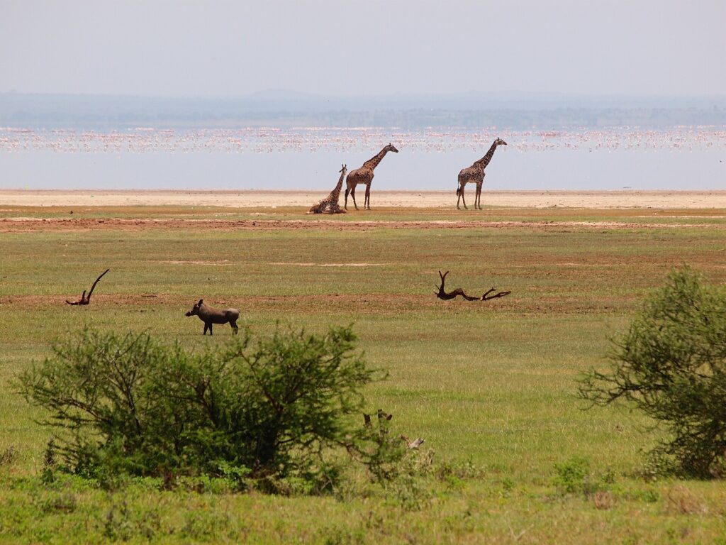 Trois girafes sur la rive du lac, un phacochère dans l'herbe devant, et une longue ligne rose de flamants sur l'eau