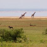 Trois girafes sur la rive du lac, un phacochère dans l'herbe devant, et une longue ligne rose de flamants sur l'eau