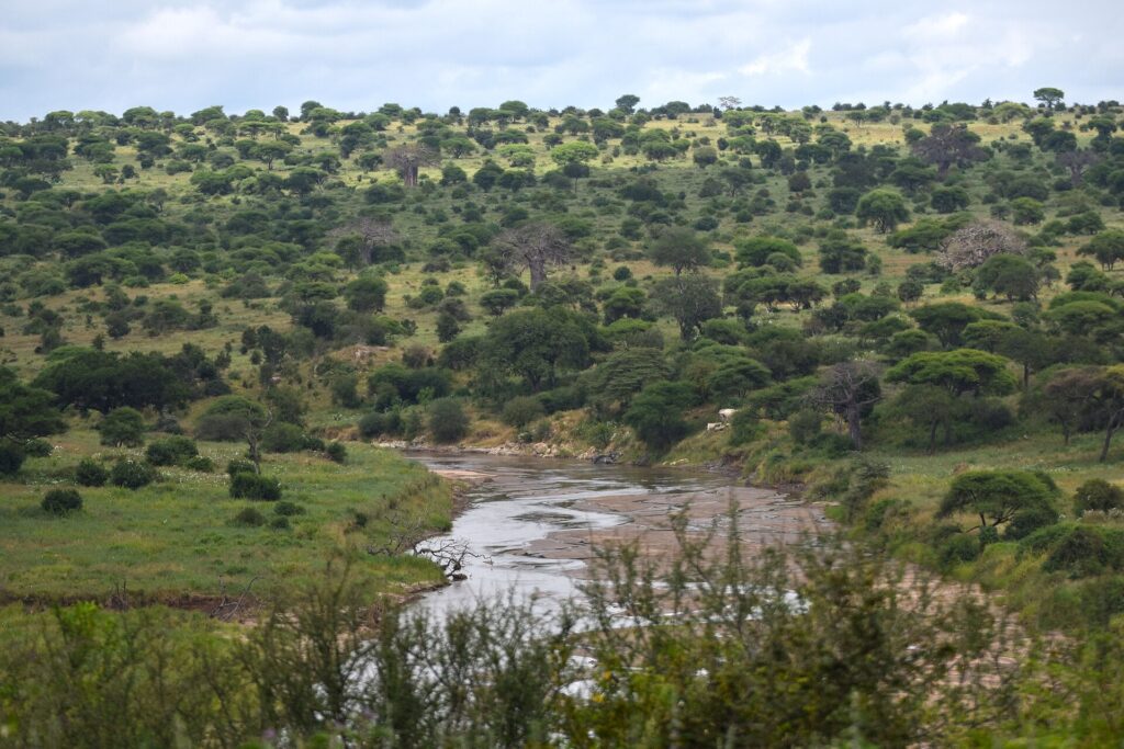 La rivière Tarangire serpente entre des berges vertes, des acacias et des baobabs couvrent les collines