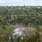 La rivière Tarangire serpente entre des berges vertes, des acacias et des baobabs couvrent les collines