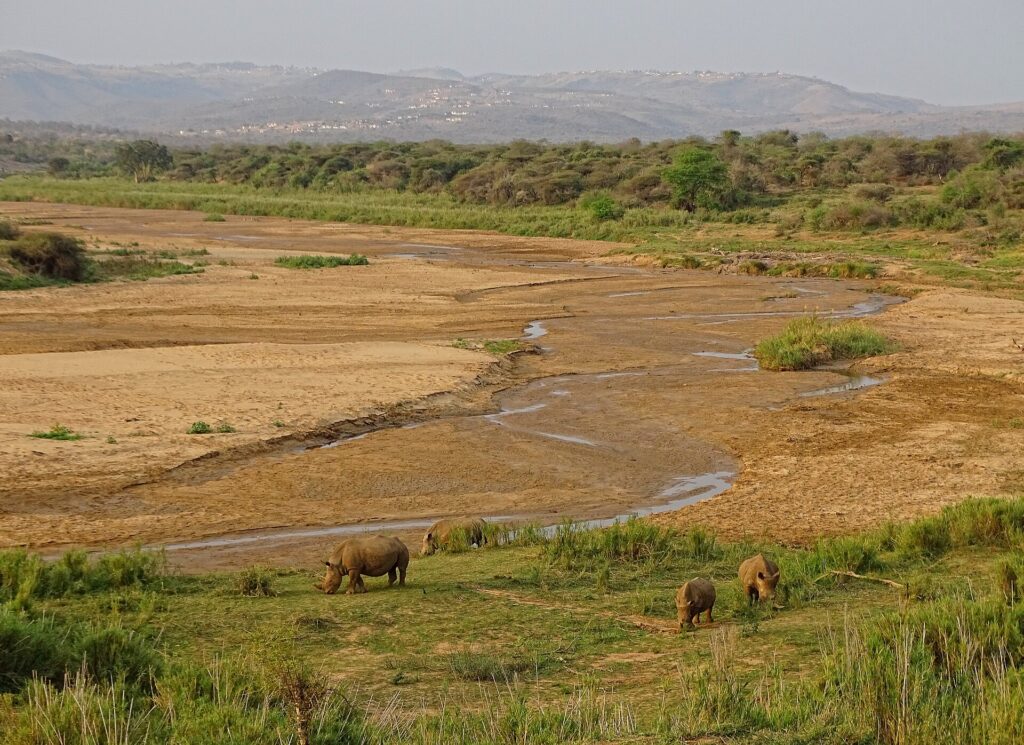 Quatre rhinocéros blancs, dont un jeune, broutent une pelouse verte au bord d'un large lit de rivière de sable où coule un mince filet d'eau, collines et villages au loin