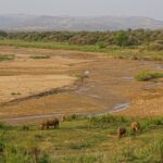 Quatre rhinocéros blancs, dont un jeune, broutent une pelouse verte au bord d'un large lit de rivière de sable où coule un mince filet d'eau, collines et villages au loin