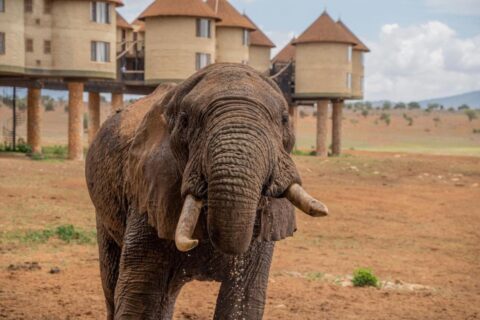 Un éléphant au premier plan, devant les tours rondes sur pilotis du Salt Lick Safari Lodge