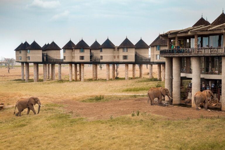 Des éléphants s'approchent du bâtiment principal, où des clients les regardent depuis la terrasse du bas