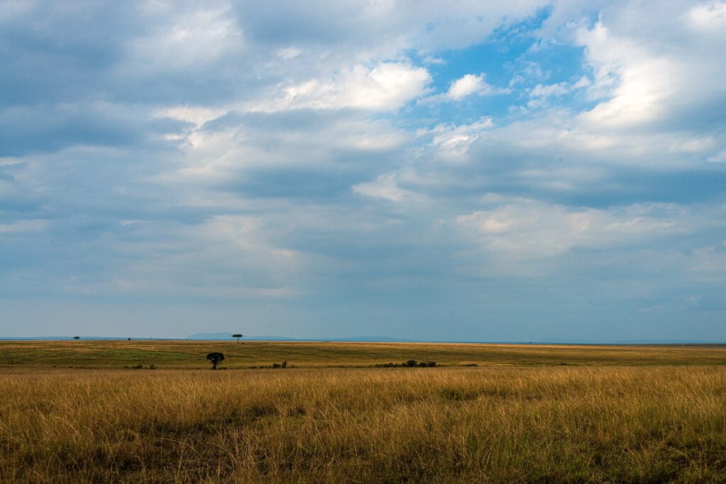 Une plaine d'herbes dorées jusqu'à l'horizon sous un grand ciel de nuages, avec deux acacias isolés au loin