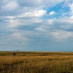 Une plaine d'herbes dorées jusqu'à l'horizon sous un grand ciel de nuages, avec deux acacias isolés au loin