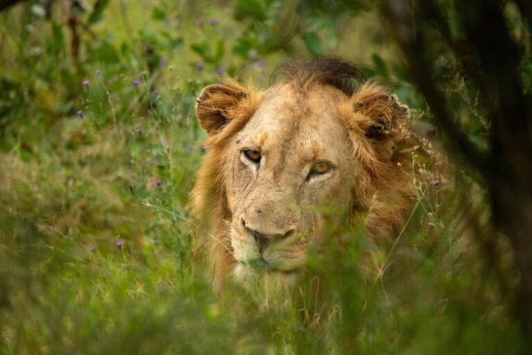 Un lion couché dans l'herbe haute, la tête tournée vers l'objectif