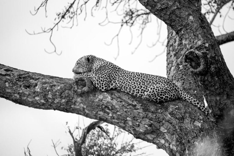 Un léopard allongé sur une grosse branche, en noir et blanc