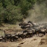 Un troupeau de gnous et quelques zèbres grimpent la berge poussiéreuse après la traversée, dans un nuage de poussière devant les buissons