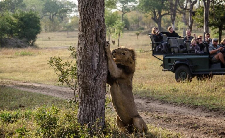 Un lion dressé contre un tronc d'arbre, devant un 4x4 ouvert dont les passagers le photographient