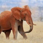 Un éléphant entièrement rouge de latérite se jette de la terre sur le dos avec sa trompe, des mottes en l'air, dans l'herbe sèche