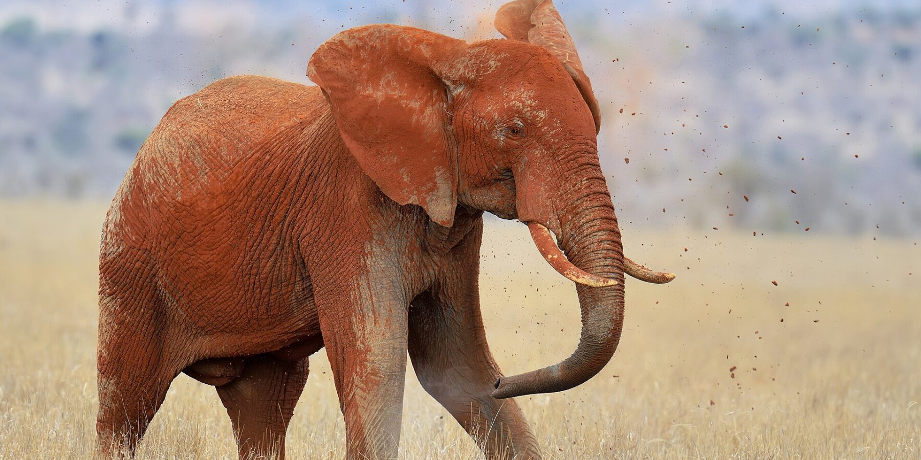 Un éléphant entièrement rouge de latérite se jette de la terre sur le dos avec sa trompe, des mottes en l'air, dans l'herbe sèche