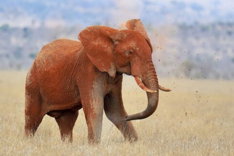 Un éléphant entièrement rouge de latérite se jette de la terre sur le dos avec sa trompe, des mottes en l'air, dans l'herbe sèche