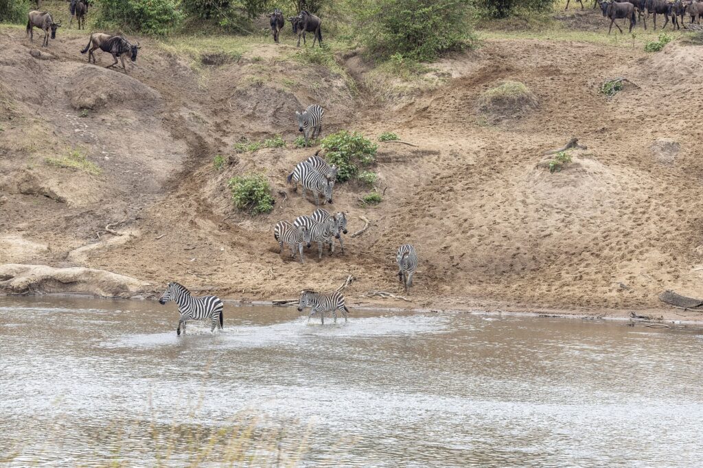 Des zèbres descendent une berge de sable et traversent la rivière à gué, des gnous attendent en haut de la pente