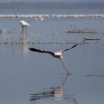 Un flamant nain prend son envol en courant sur l'eau grise, une longue ligne de flamants roses au fond du lac