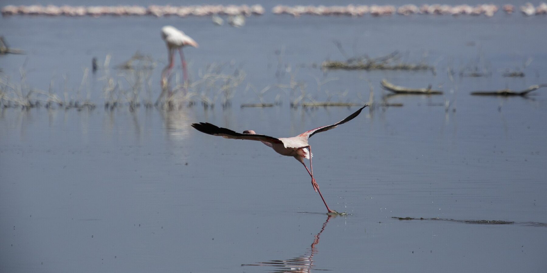 Un flamant nain prend son envol en courant sur l'eau grise, une longue ligne de flamants roses au fond du lac