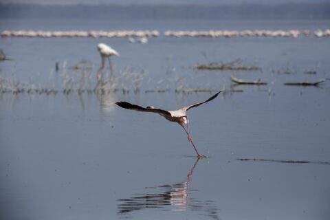 Un flamant nain prend son envol en courant sur l'eau grise, une longue ligne de flamants roses au fond du lac