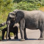 Une éléphante traverse une route goudronnée de profil, un jeune éléphant derrière elle arrache des feuilles au buisson du bord de la route, brousse verte tout autour