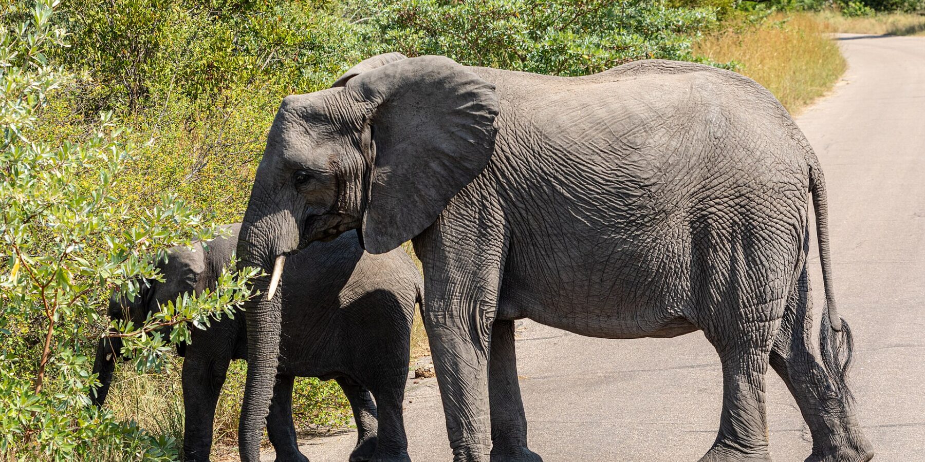 Une éléphante traverse une route goudronnée de profil, un jeune éléphant derrière elle arrache des feuilles au buisson du bord de la route, brousse verte tout autour