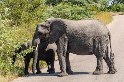Une éléphante traverse une route goudronnée de profil, un jeune éléphant derrière elle arrache des feuilles au buisson du bord de la route, brousse verte tout autour
