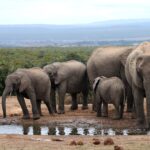 Une famille d'éléphants boit à un point d'eau boueux, une grande femelle de face à droite et trois jeunes à gauche, la brousse basse et des collines bleues derrière