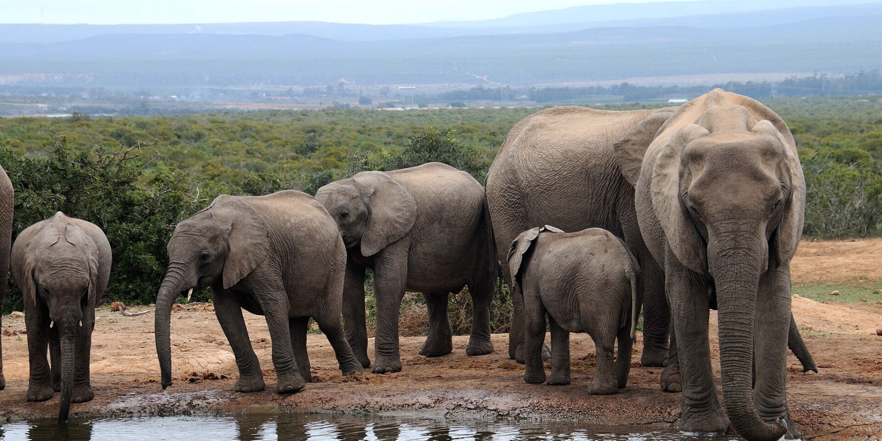 Une famille d'éléphants boit à un point d'eau boueux, une grande femelle de face à droite et trois jeunes à gauche, la brousse basse et des collines bleues derrière