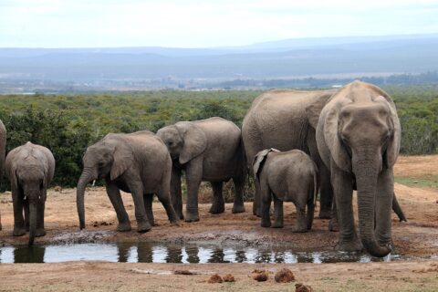 Une famille d'éléphants boit à un point d'eau boueux, une grande femelle de face à droite et trois jeunes à gauche, la brousse basse et des collines bleues derrière