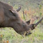 Gros plan d'un rhinocéros blanc qui broute tête basse, sa longue corne avant fine et recourbée dressée au-dessus de l'herbe verte, la lèvre carrée posée au sol