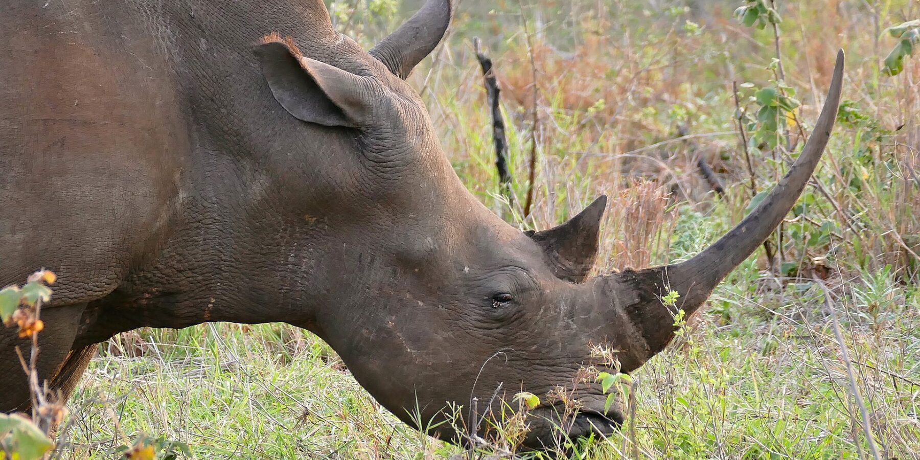 Gros plan d'un rhinocéros blanc qui broute tête basse, sa longue corne avant fine et recourbée dressée au-dessus de l'herbe verte, la lèvre carrée posée au sol