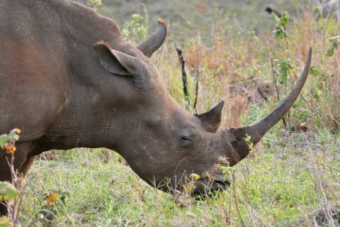 Gros plan d'un rhinocéros blanc qui broute tête basse, sa longue corne avant fine et recourbée dressée au-dessus de l'herbe verte, la lèvre carrée posée au sol