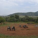 Gnous, impalas, zèbres et un grand koudou mâle rassemblés sur la terre rouge autour d'un point d'eau, les collines vertes du cratère derrière