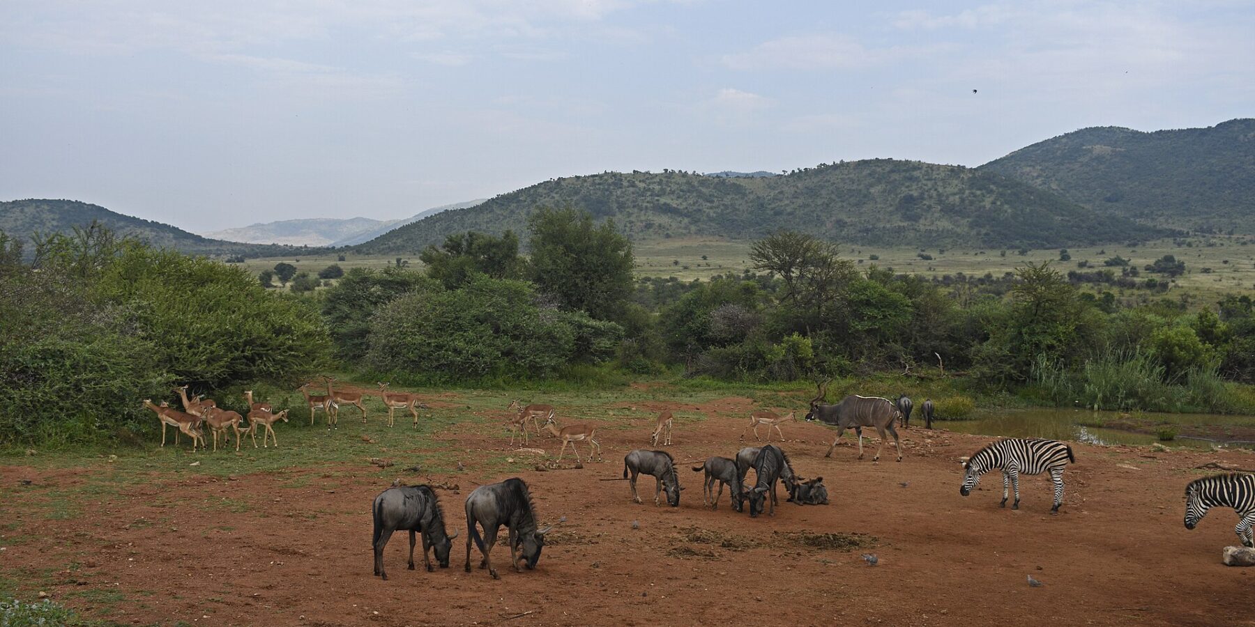 Gnous, impalas, zèbres et un grand koudou mâle rassemblés sur la terre rouge autour d'un point d'eau, les collines vertes du cratère derrière