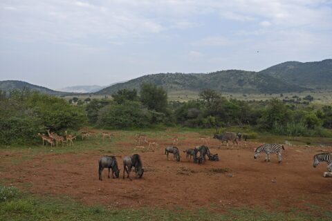 Gnous, impalas, zèbres et un grand koudou mâle rassemblés sur la terre rouge autour d'un point d'eau, les collines vertes du cratère derrière