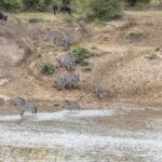 Des zèbres descendent une berge de sable et traversent la rivière à gué, des gnous attendent en haut de la pente