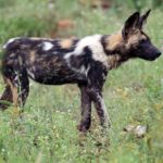 Un lycaon de profil dans l'herbe verte piquée de fleurs, le pelage tacheté de noir, de fauve et de blanc, les grandes oreilles rondes dressées et la queue à bout blanc