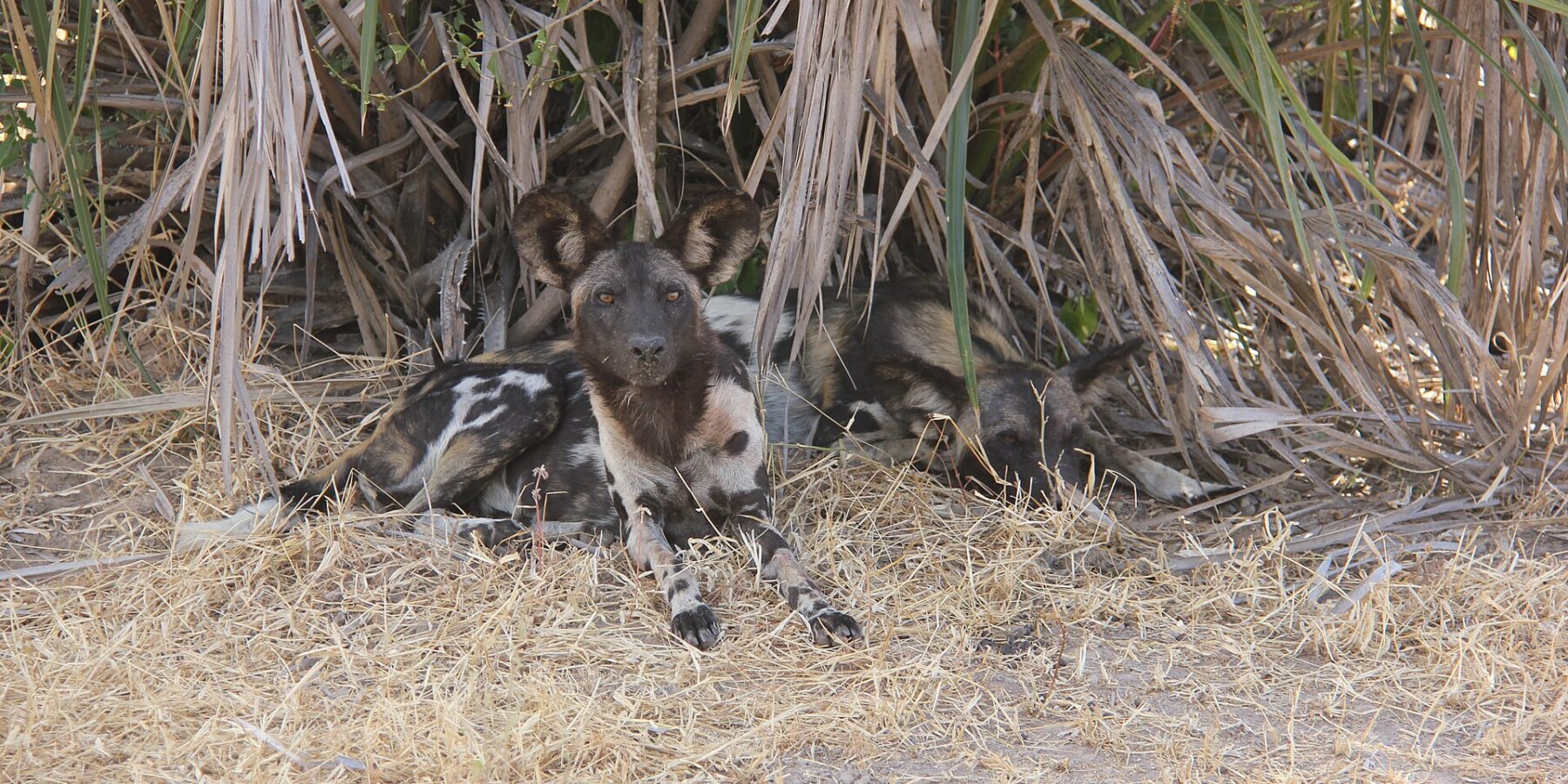 Deux lycaons couchés dans l'herbe sèche sous des palmes, l'un regarde l'objectif, grandes oreilles rondes dressées
