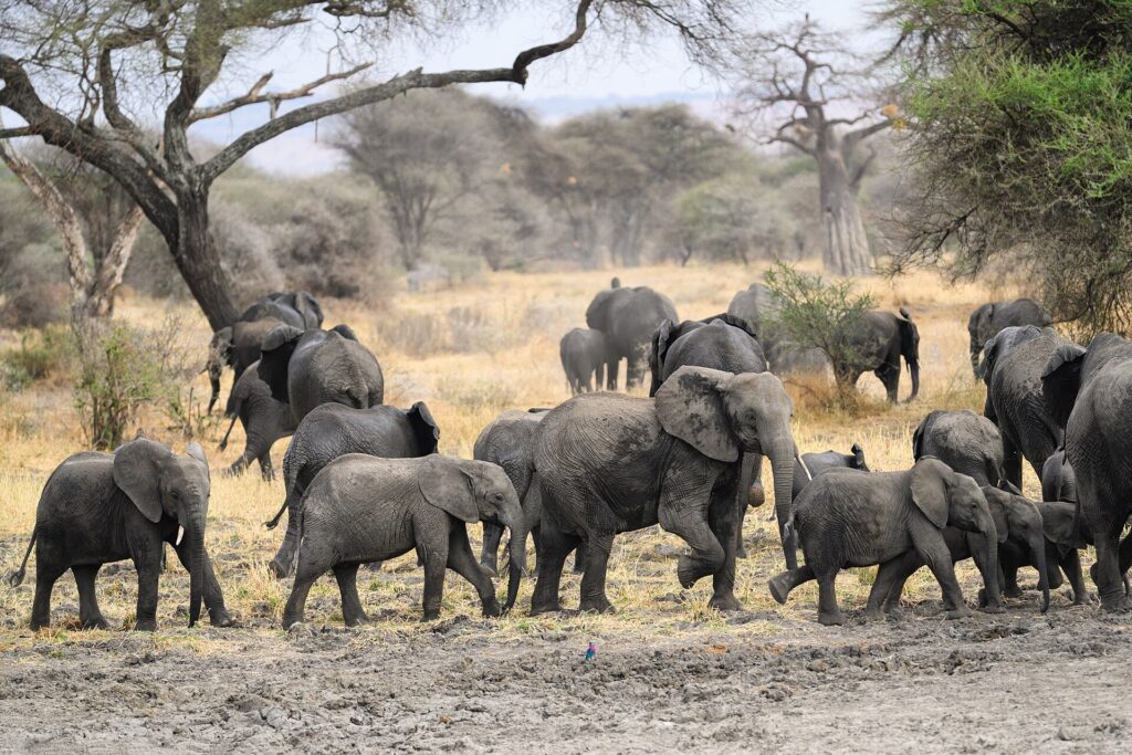 Un troupeau d'éléphants avec plusieurs éléphanteaux traverse un sol boueux, un baobab et des acacias derrière