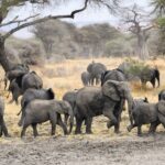 Un troupeau d'éléphants avec plusieurs éléphanteaux traverse un sol boueux, un baobab et des acacias derrière