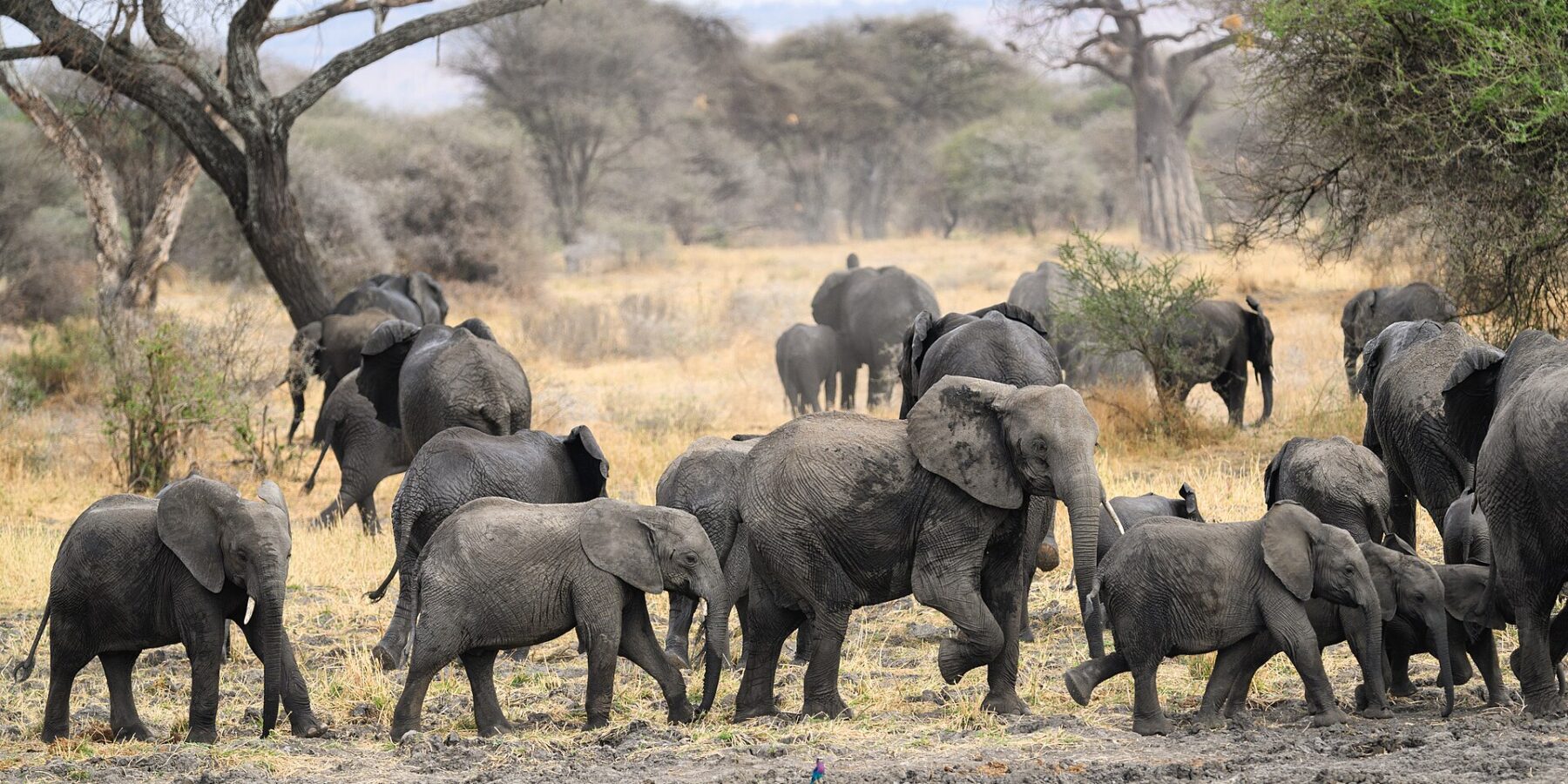 Un troupeau d'éléphants avec plusieurs éléphanteaux traverse un sol boueux, un baobab et des acacias derrière