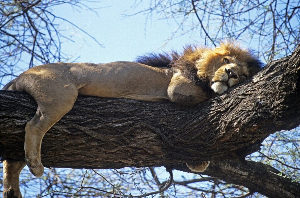 Un lion à crinière sombre couché de tout son long sur une grosse branche, les pattes pendantes, ciel bleu